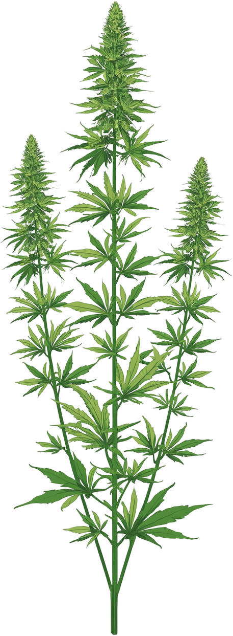 Industrial hemp leaves